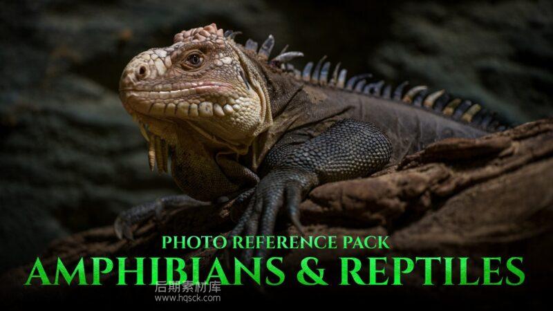 图片[3]-两栖动物和爬行动物 – 艺术家照片参考包 197 JPEG-图片效果社区-图片设计-后期素材库