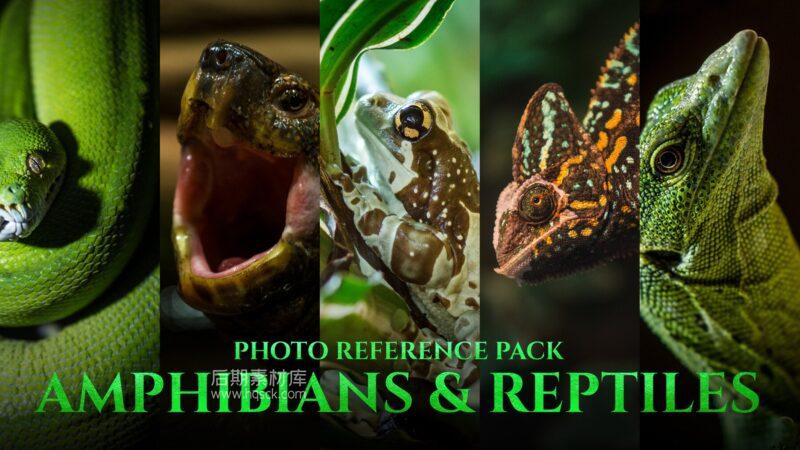 图片[2]-两栖动物和爬行动物 – 艺术家照片参考包 197 JPEG-图片效果社区-图片设计-后期素材库