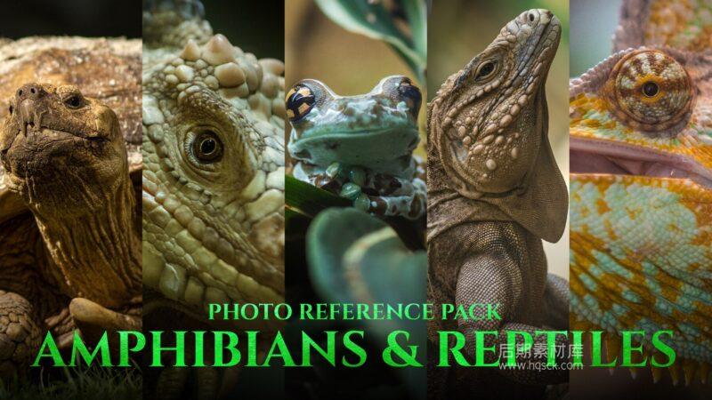 图片[1]-两栖动物和爬行动物 – 艺术家照片参考包 197 JPEG-图片效果社区-图片设计-后期素材库